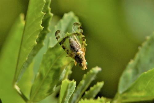 Sphenella marginata